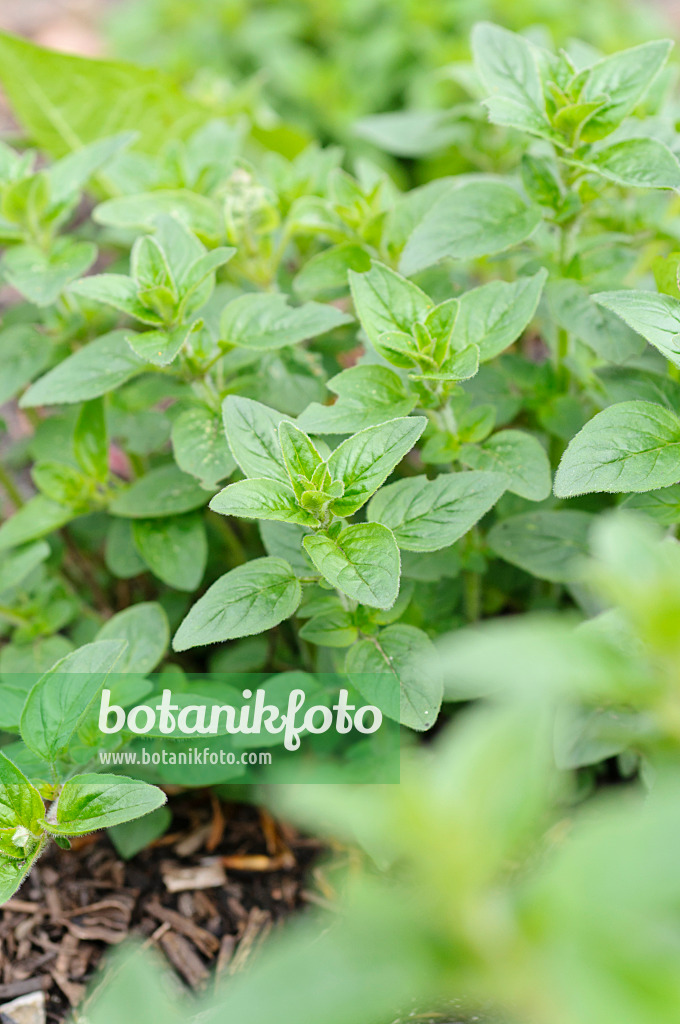 484072 - Marjoram (Origanum majorana)