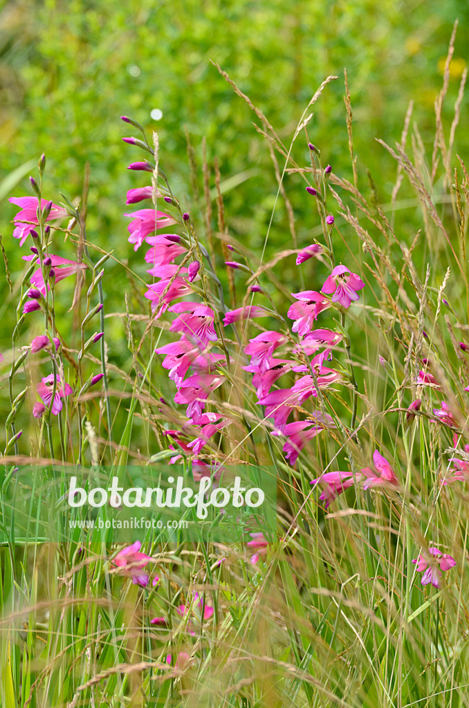 497120 - Marsh gladiolus (Gladiolus palustris)