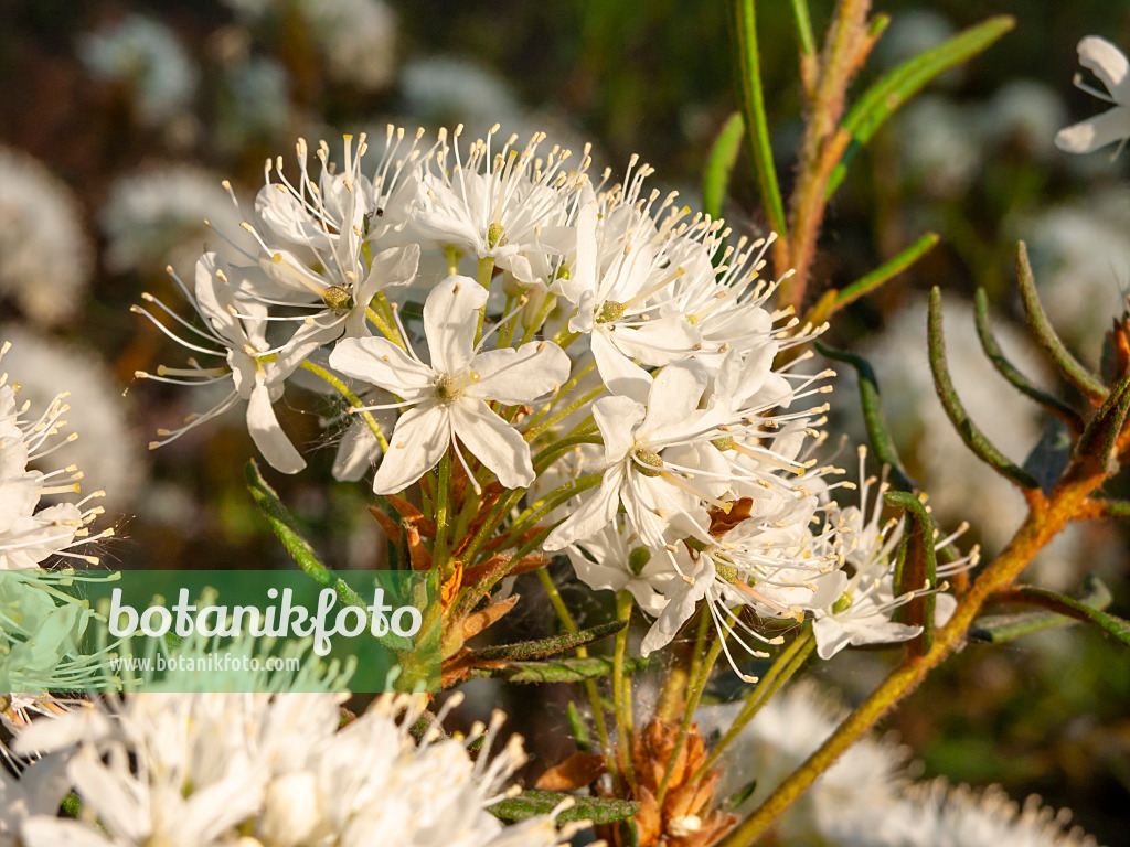 448054 - Marsh Labrador tea (Ledum palustre syn. Rhododendron tomentosum)