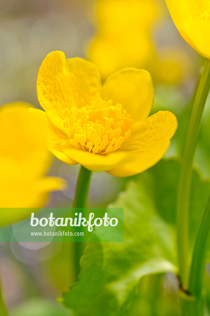 483214 - Marsh marigold (Caltha palustris)