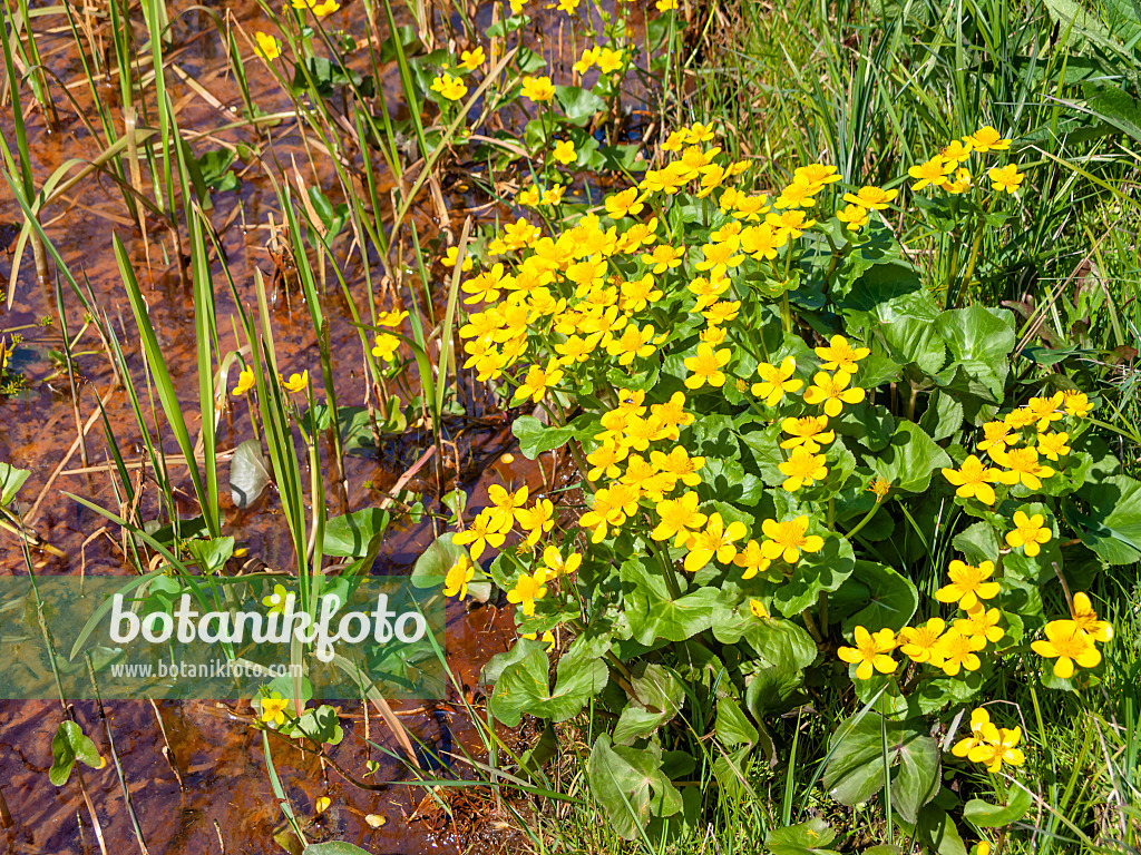 483359 - Marsh marigold (Caltha palustris)