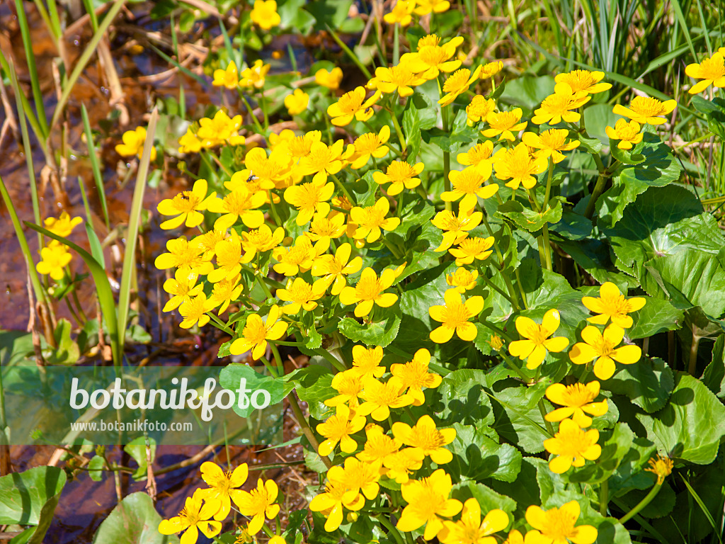 483360 - Marsh marigold (Caltha palustris)