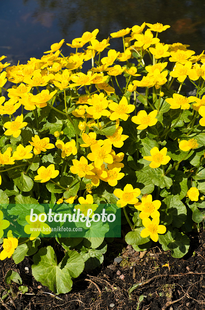 495192 - Marsh marigold (Caltha palustris)