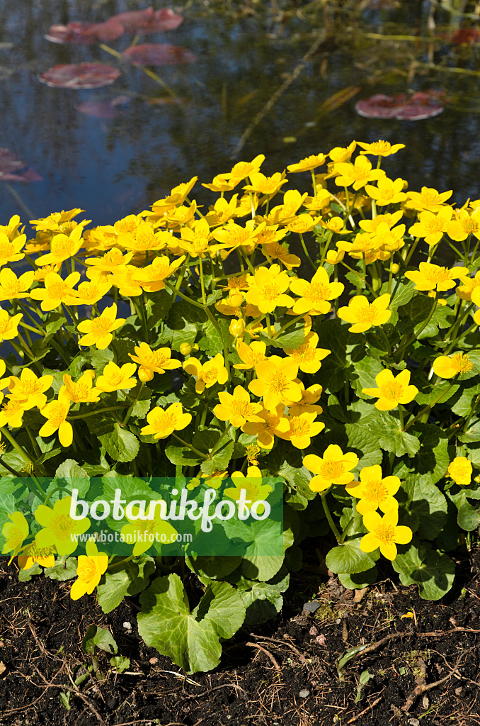 495193 - Marsh marigold (Caltha palustris)