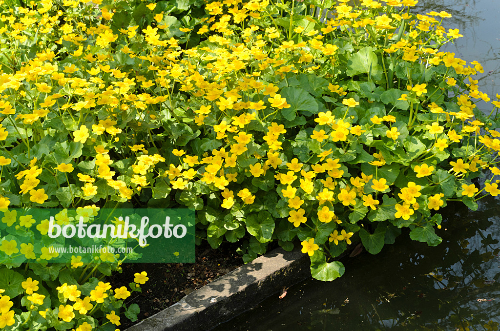 495218 - Marsh marigold (Caltha palustris)