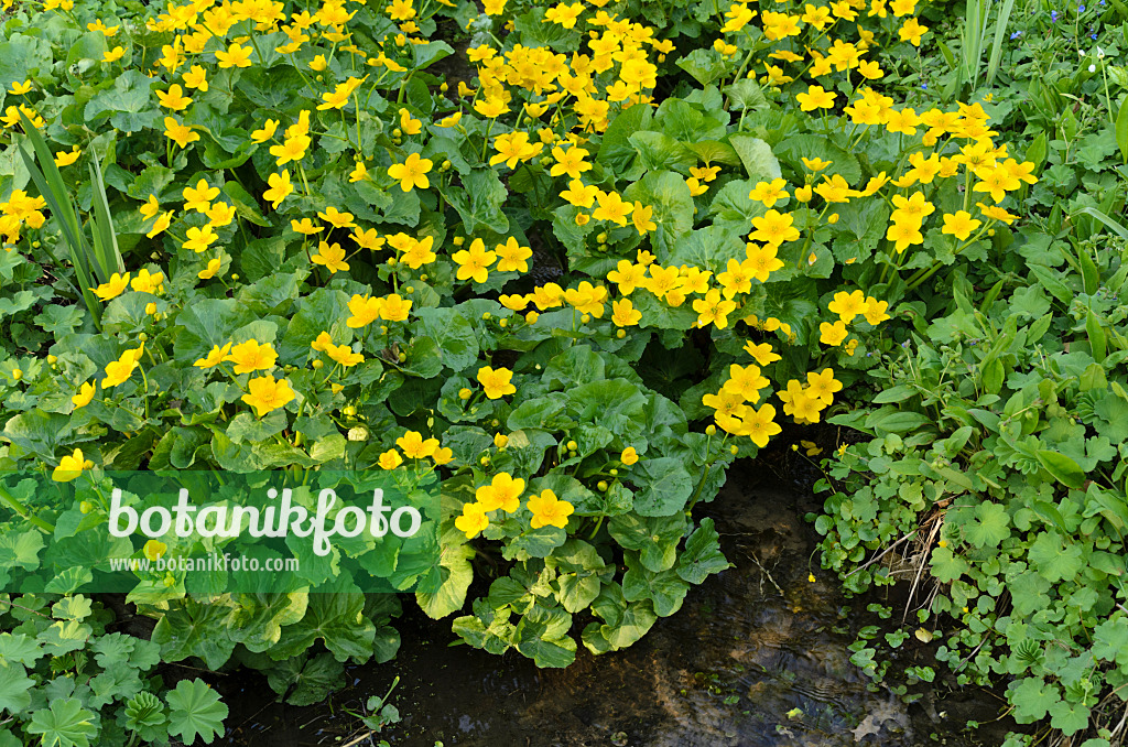 495249 - Marsh marigold (Caltha palustris)