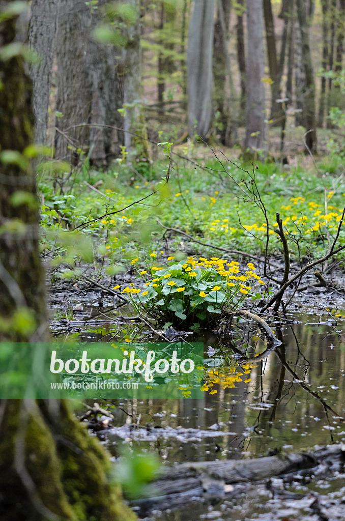 520027 - Marsh marigold (Caltha palustris)