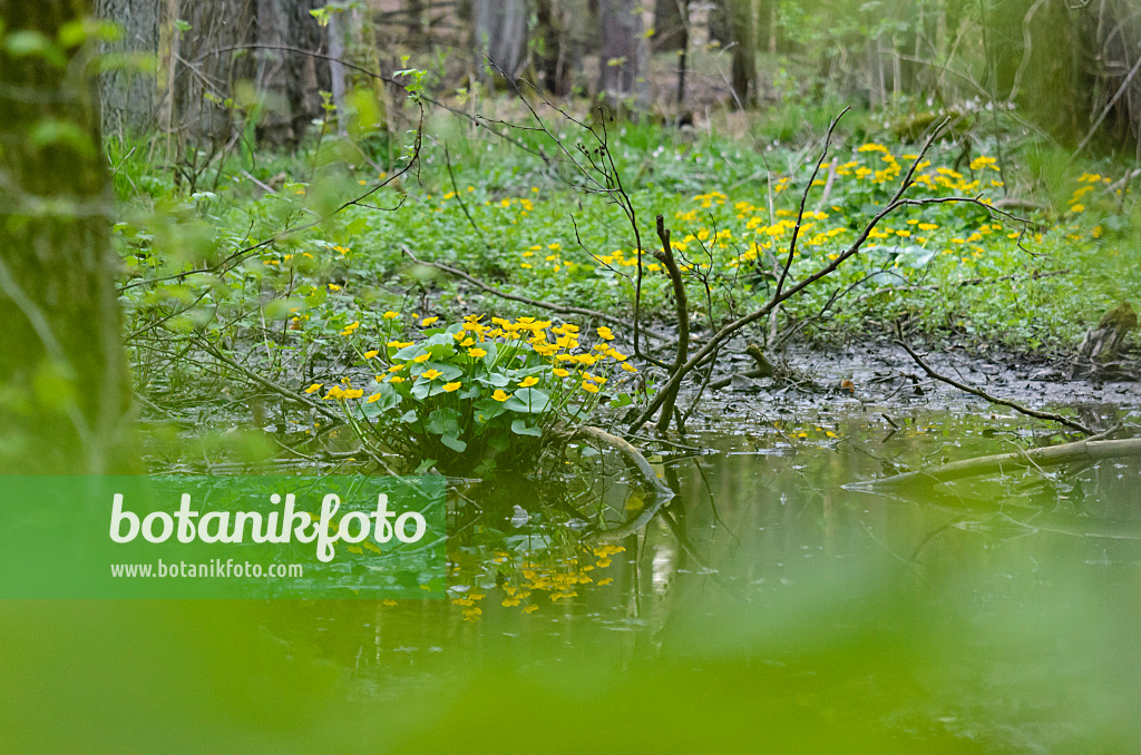 520028 - Marsh marigold (Caltha palustris)