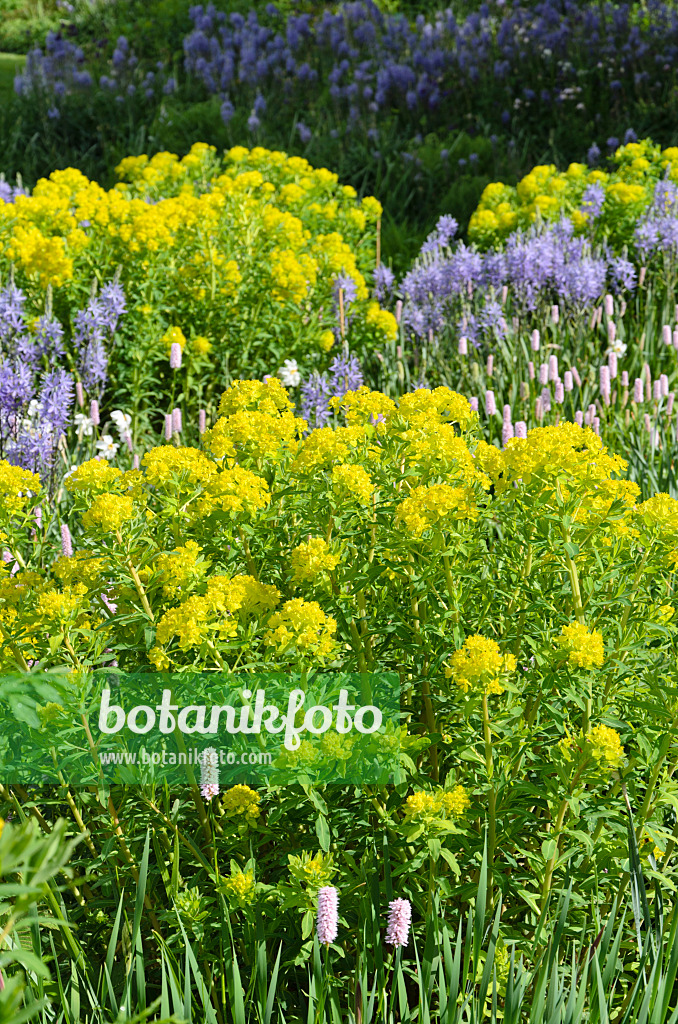 508080 - Marsh spurge (Euphorbia palustris), Camassia leichtlinii 'Caerulea' and adderwort (Bistorta officinalis syn. Polygonum bistorta)