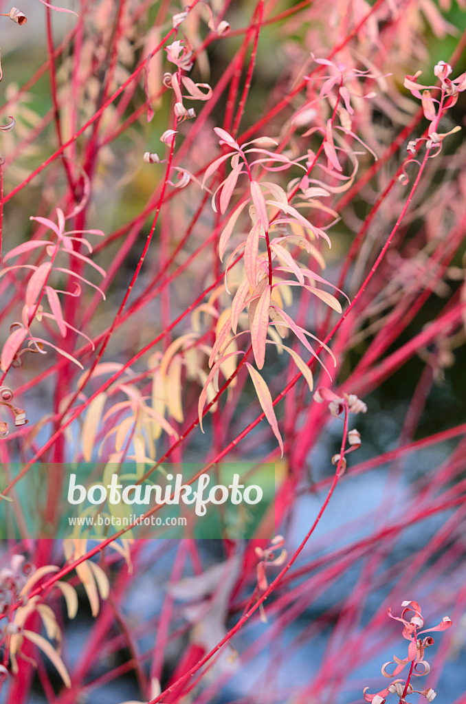 525291 - Marsh spurge (Euphorbia palustris 'Herbstfeuer')