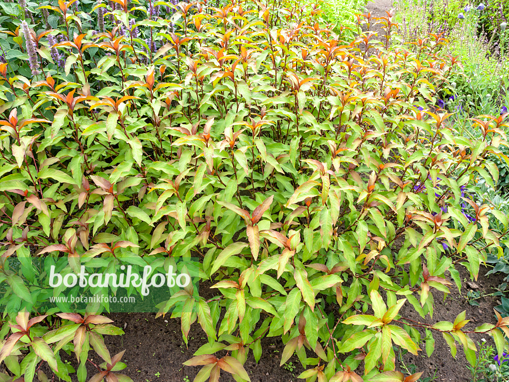 487201 - Marshpepper knotweed (Persicaria hydropiper syn. Polygonum hydropiper)