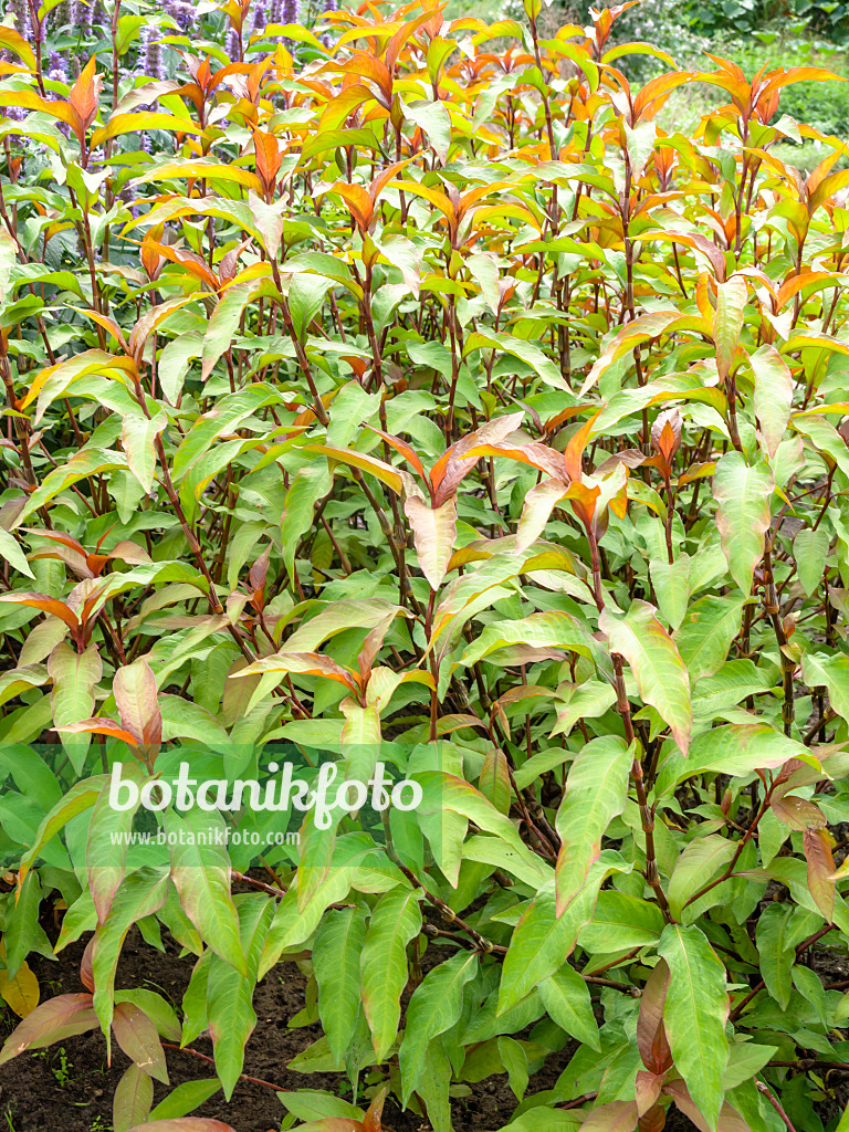 487202 - Marshpepper knotweed (Persicaria hydropiper syn. Polygonum hydropiper)