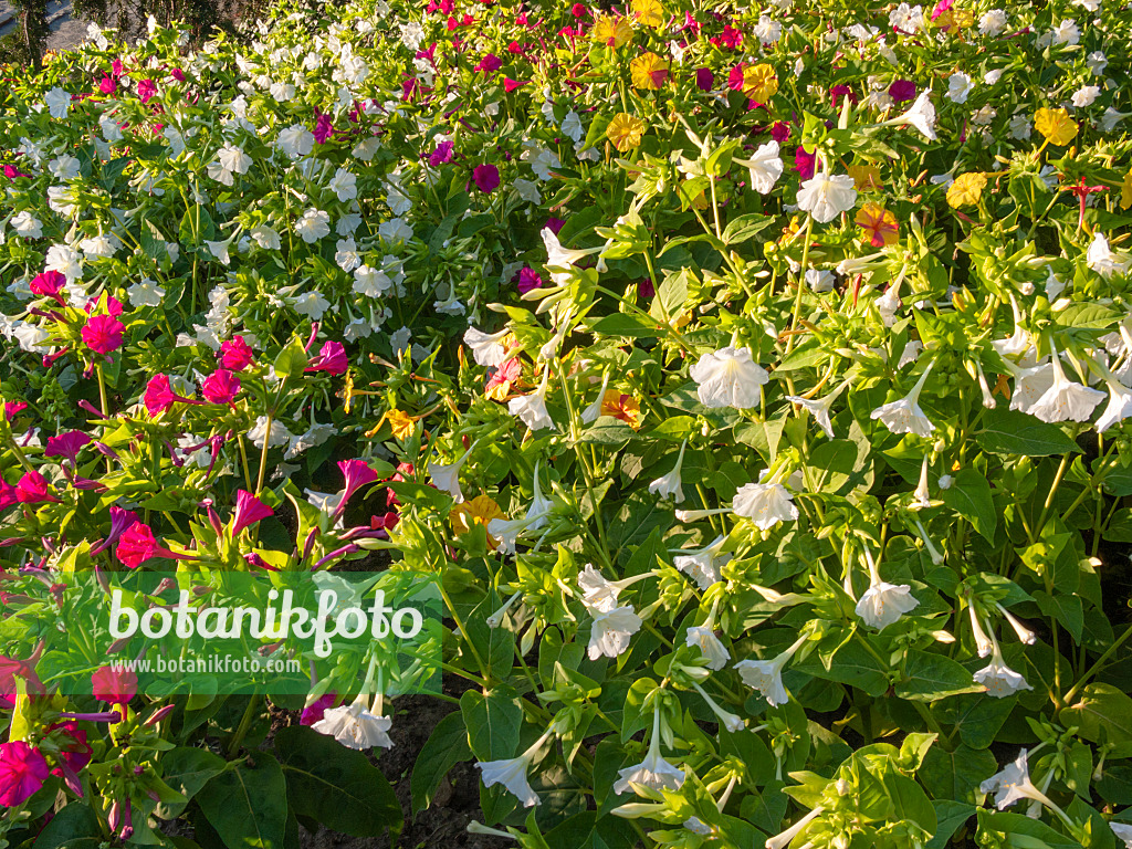 404065 - Marvel of Peru (Mirabilis jalapa)