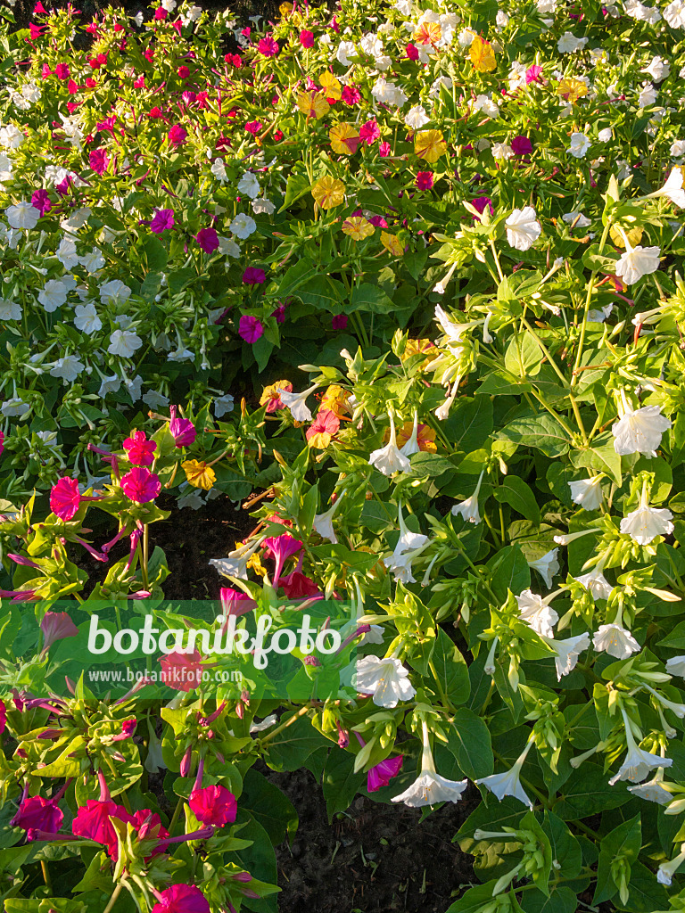 404066 - Marvel of Peru (Mirabilis jalapa)