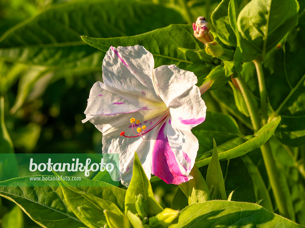 450064 - Marvel of Peru (Mirabilis jalapa)