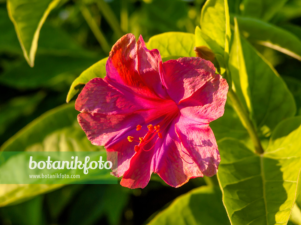 450065 - Marvel of Peru (Mirabilis jalapa)