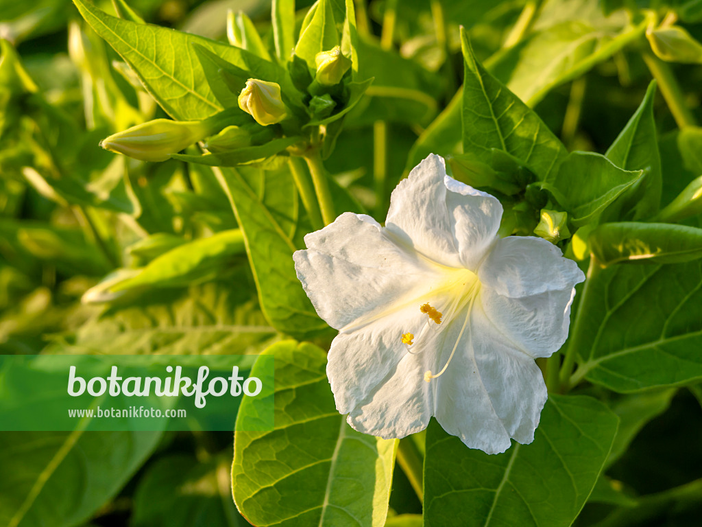 450066 - Marvel of Peru (Mirabilis jalapa)