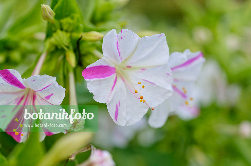 475163 - Marvel of Peru (Mirabilis jalapa)