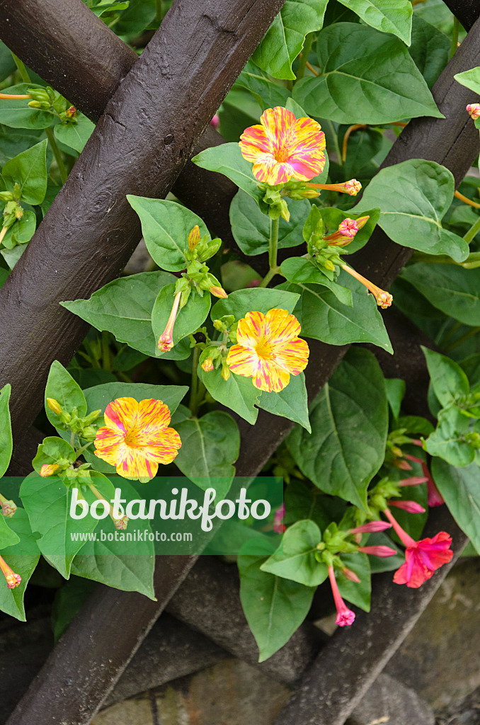 523057 - Marvel of Peru (Mirabilis jalapa)