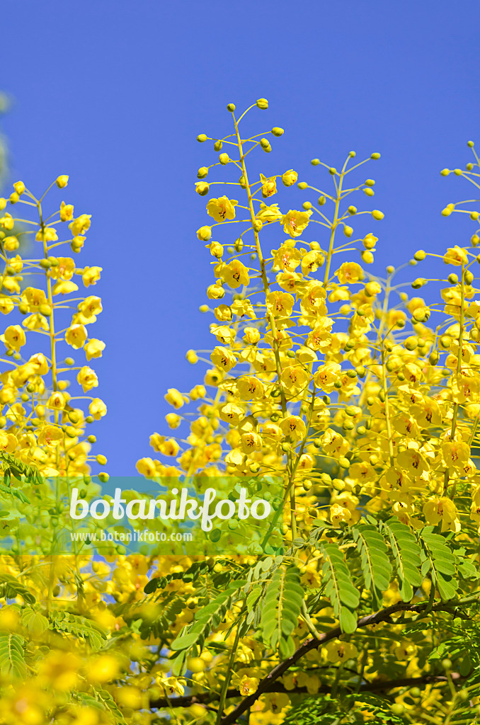 533233 - Mauritius thorn (Caesalpinia decapetala syn. Caesalpinia japonica)