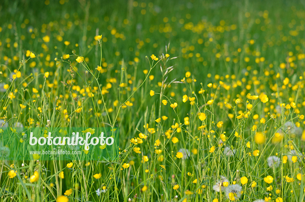 520314 - Meadow buttercup (Ranunculus acris)