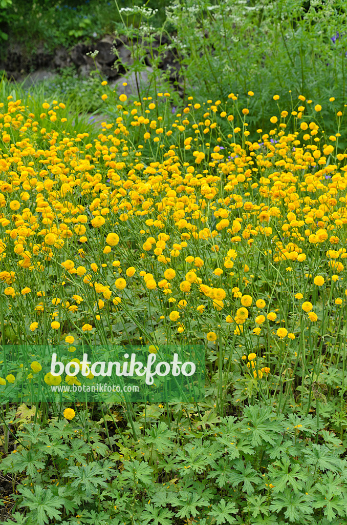 496229 - Meadow buttercup (Ranunculus acris 'Multiplex')