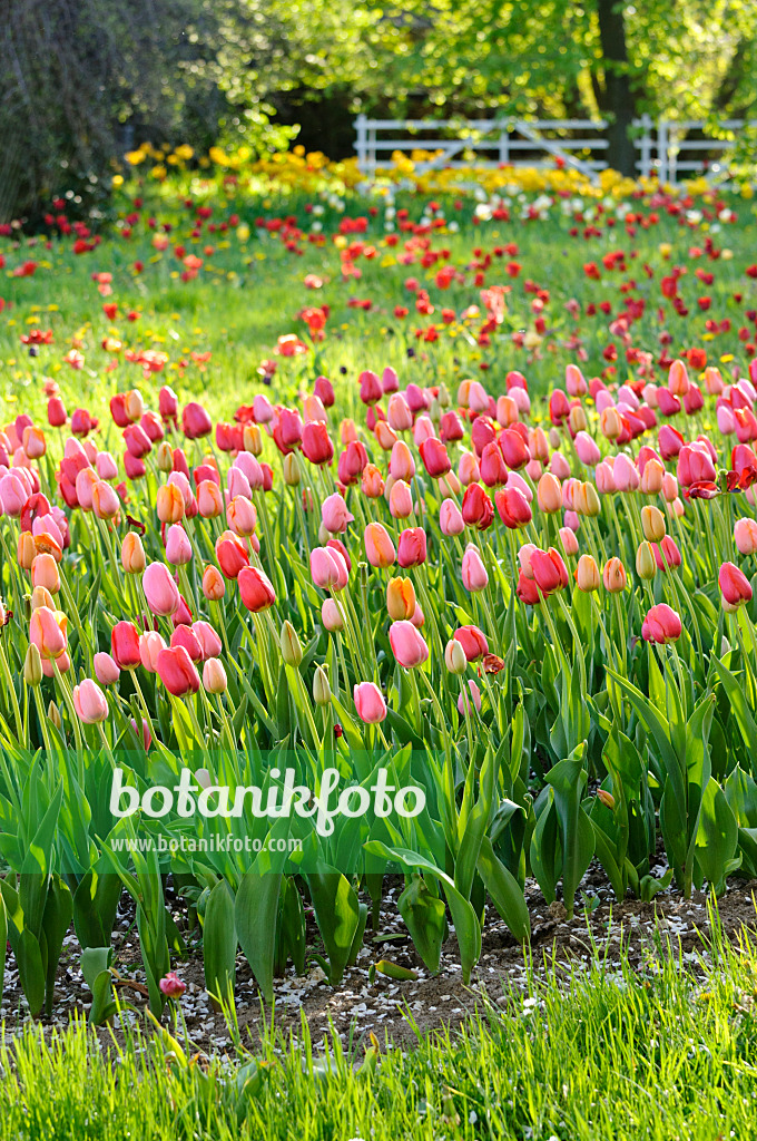 484053 - Meadow with tulips (Tulipa)