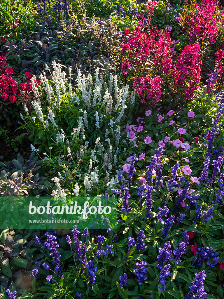 404057 - Mealy sage (Salvia farinacea), lobelia (Lobelia x speciosa) and buzy Lizzie (Impatiens walleriana)