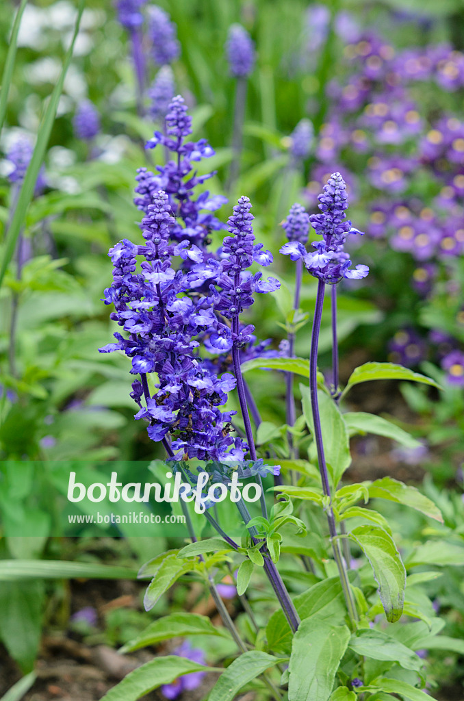 545084 - Mealy sage (Salvia farinacea 'Sallyfun Blue')