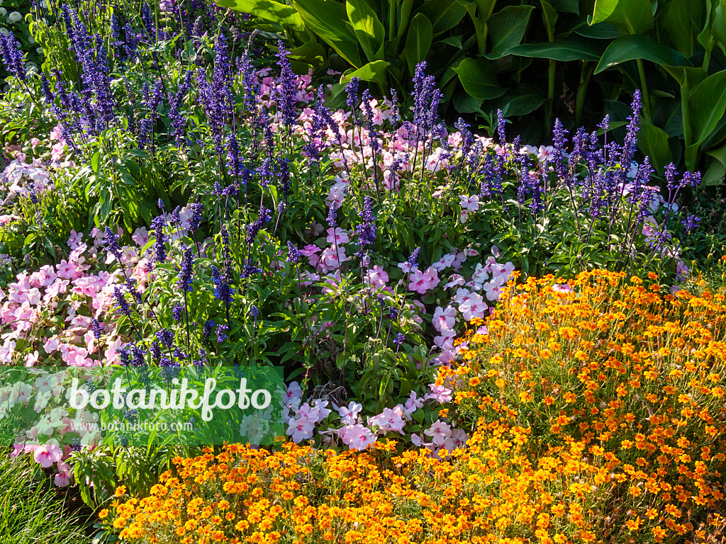 403067 - Mealy sage (Salvia farinacea 'Victoria'), buzy Lizzie (Impatiens walleriana) and marigold (Tagetes)