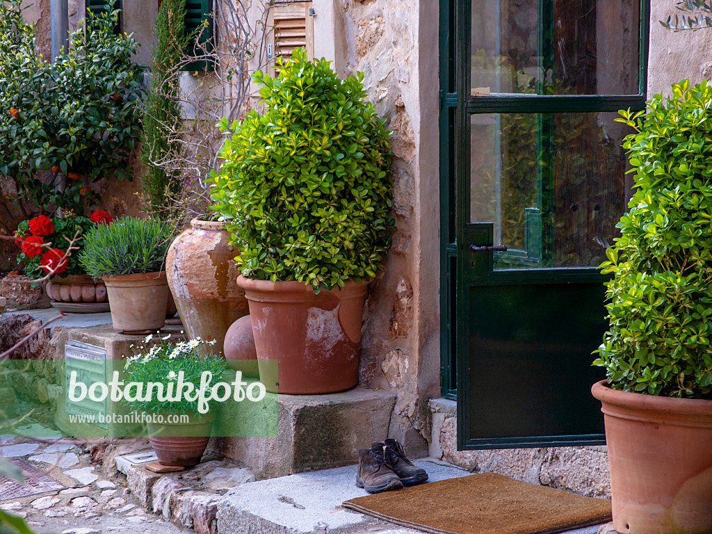 424088 - Mediterrainean house entrance with flower tubs