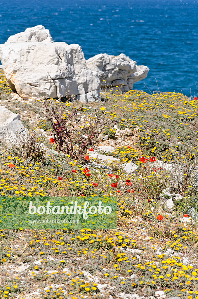 533147 - Mediterranean beach daisy (Asteriscus maritimus) and corn poppy (Papaver rhoeas)