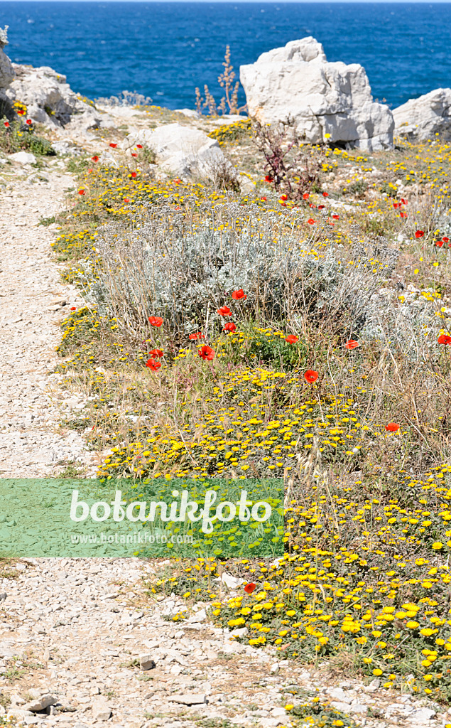 533149 - Mediterranean beach daisy (Asteriscus maritimus) and corn poppy (Papaver rhoeas)