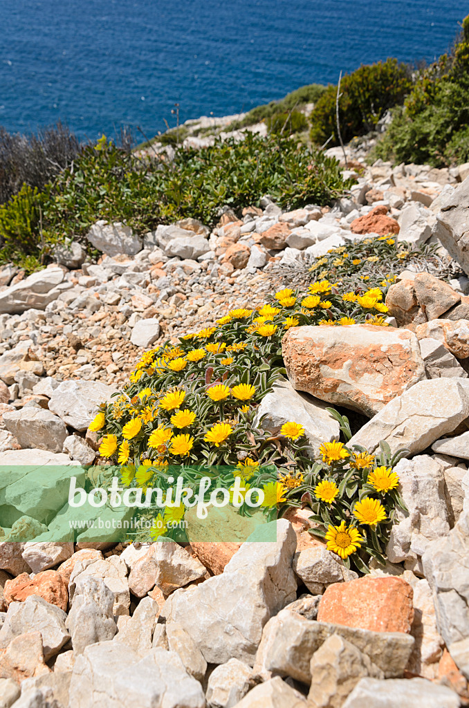 533152 - Mediterranean beach daisy (Asteriscus maritimus), Calanques National Park, France