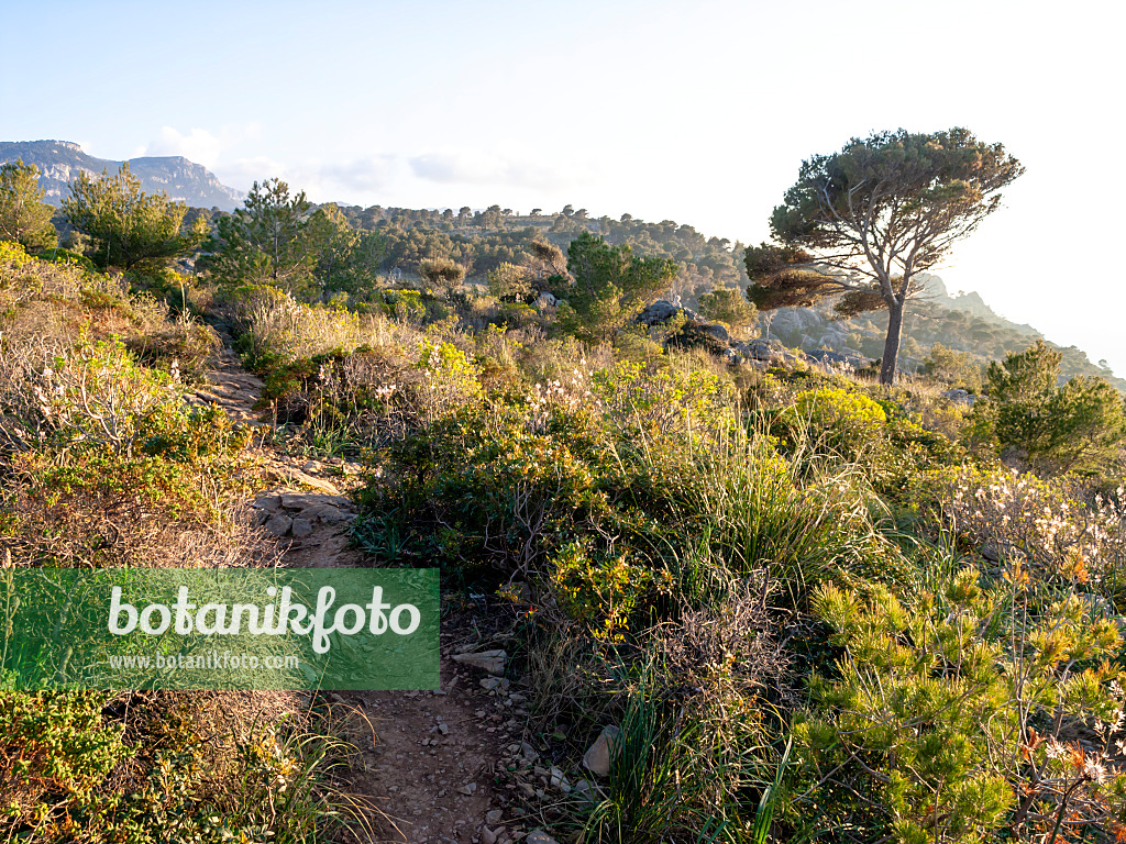 424040 - Mediterranean garrigue vegetation with stony path in hilly landscape, Mallorca, Spain