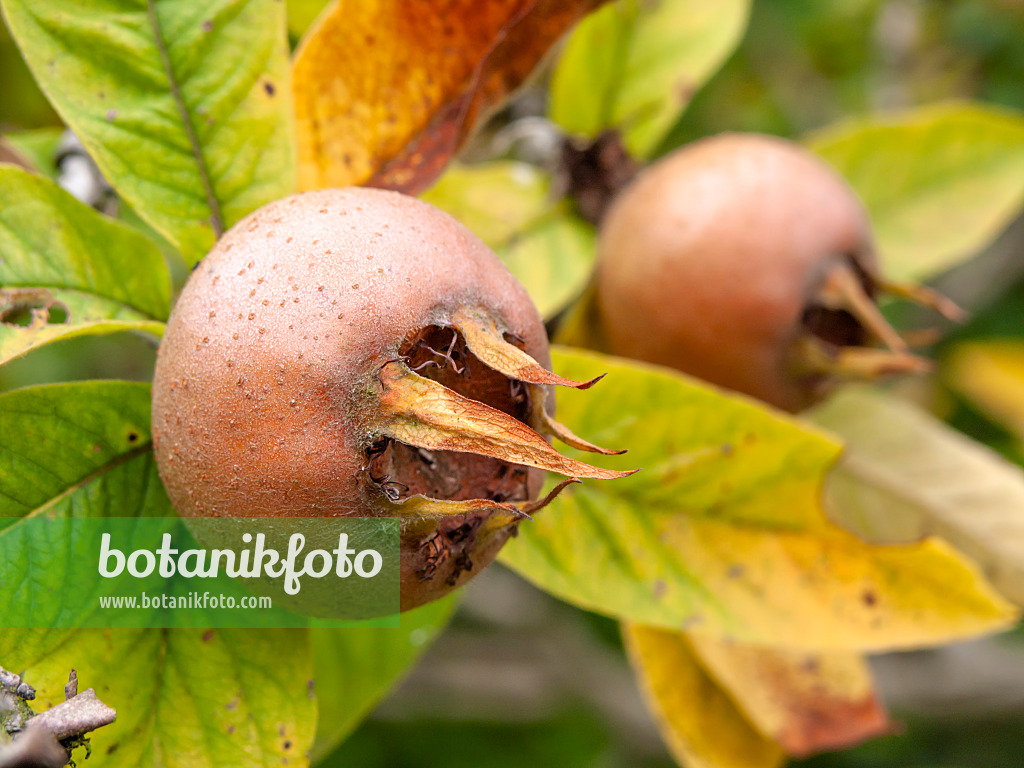 430199 - Medlar (Mespilus germanica)