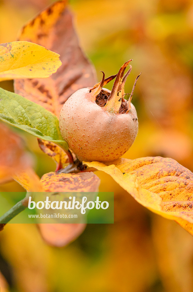 525202 - Medlar (Mespilus germanica)