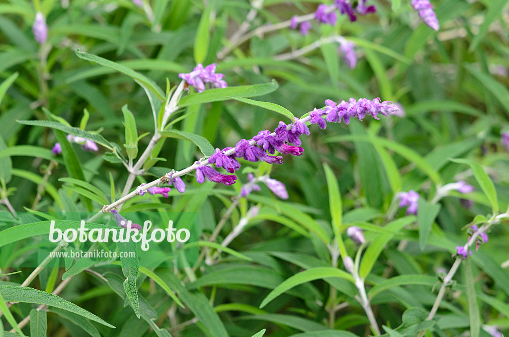 525314 - Mexican bush sage (Salvia leucantha)