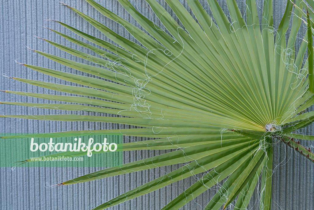 597019 - Mexican fan palm (Washingtonia robusta)