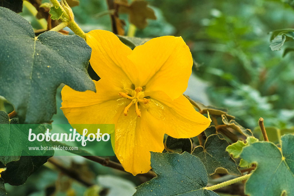 379062 - Mexican flannelbush (Fremontodendron mexicanum)