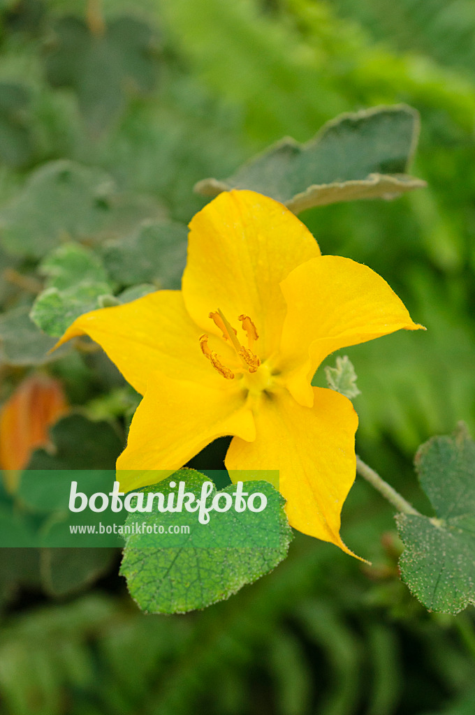 472041 - Mexican flannelbush (Fremontodendron mexicanum)