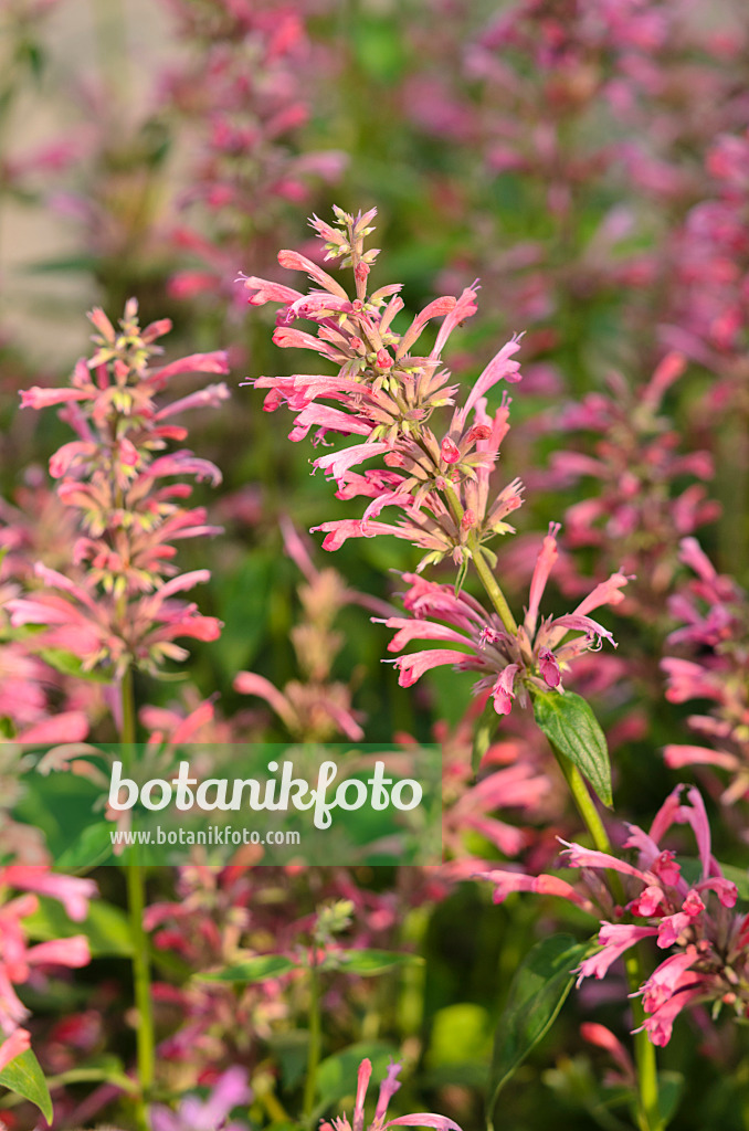 534429 - Mexican giant hyssop (Agastache mexicana 'Red Fortune')