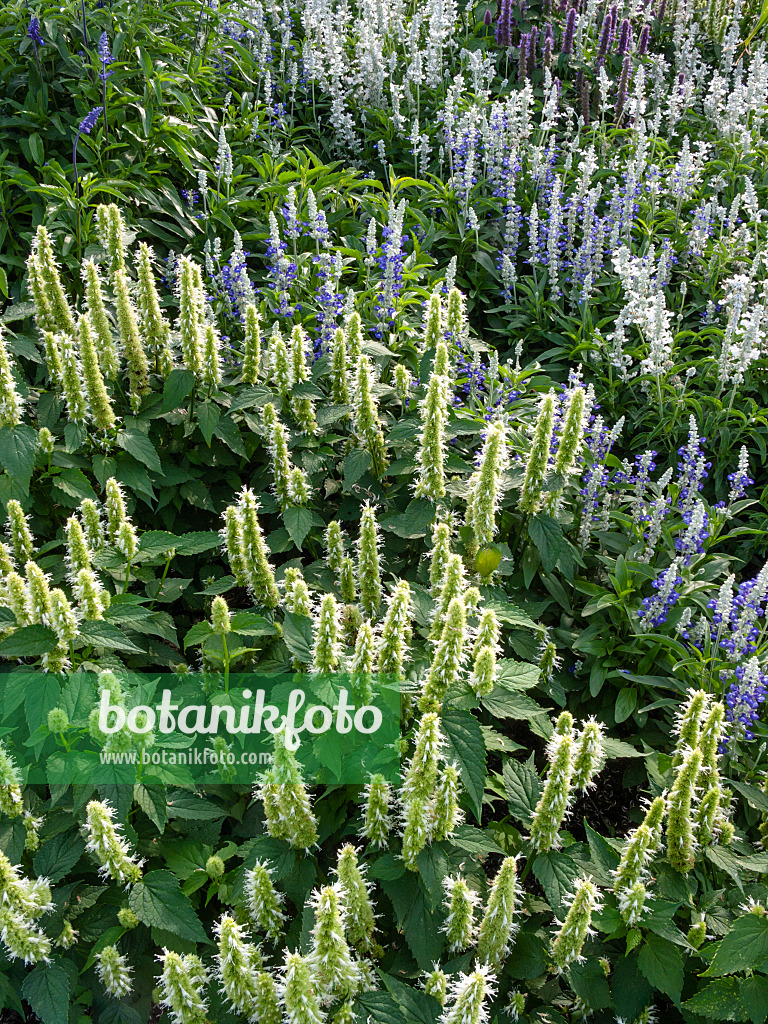 405013 - Mexican giant hyssop (Agastache mexicana) and sage (Salvia)