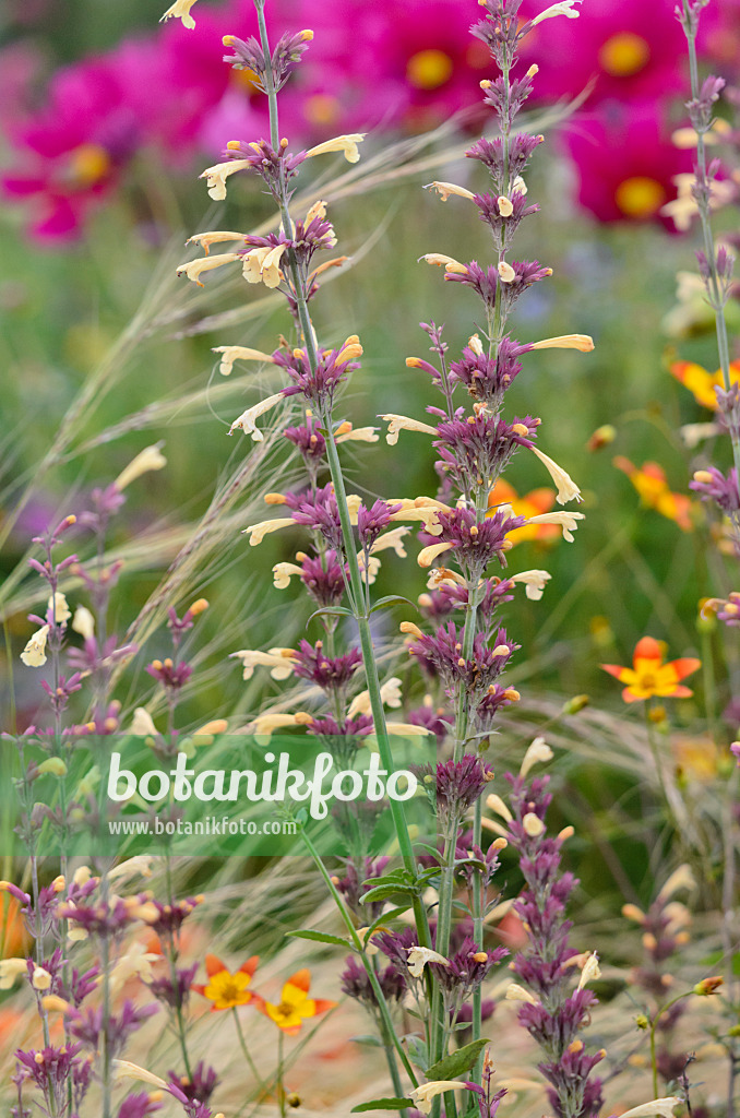 535157 - Mexican giant hyssop (Agastache Summer Glow)