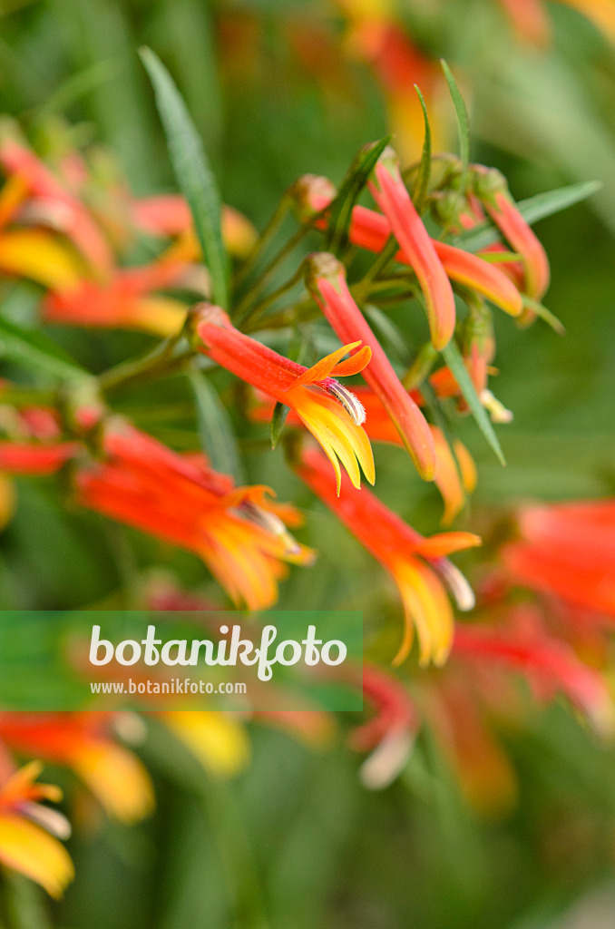 533025 - Mexican lobelia (Lobelia laxiflora)