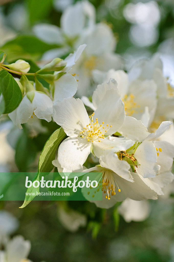 473057 - Mexican mock orange (Philadelphus mexicanus)