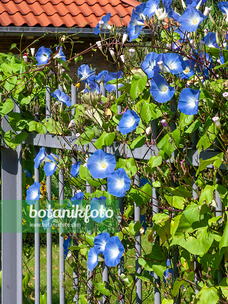 464003 - Mexican morning glory (Ipomoea tricolor)