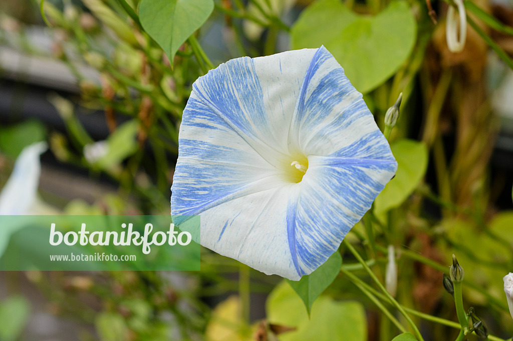 476268 - Mexican morning glory (Ipomoea tricolor 'Flying Saucers')