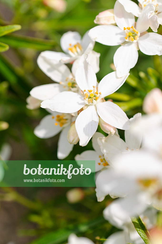 484151 - Mexican orange blossom (Choisya ternata)