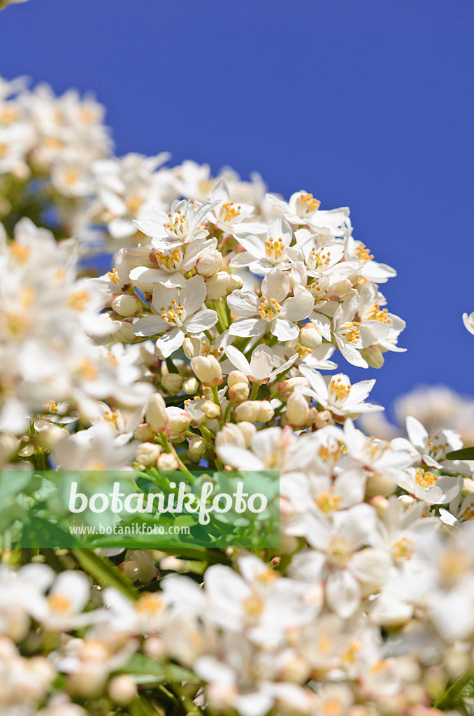 531166 - Mexican orange blossom (Choisya ternata 'Aztec Pearl' syn. Choisya x dewitteana 'Aztec Pearl')